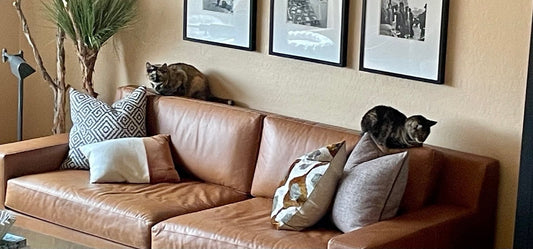 Meet one of the Kitty Mamas in our family:An Interview with My Daughter Ann