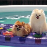 Summer Pet Care Tips – Part 2