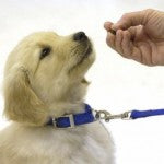 How to Train Your Pup with Dog Treats