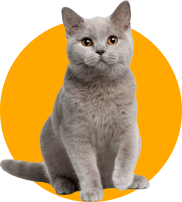 Feline