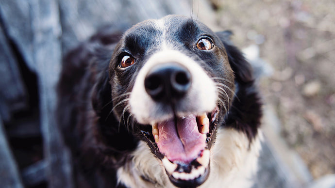 Understanding Canine Anxiety: How Calming Treats Can Help Your Nervous Pup