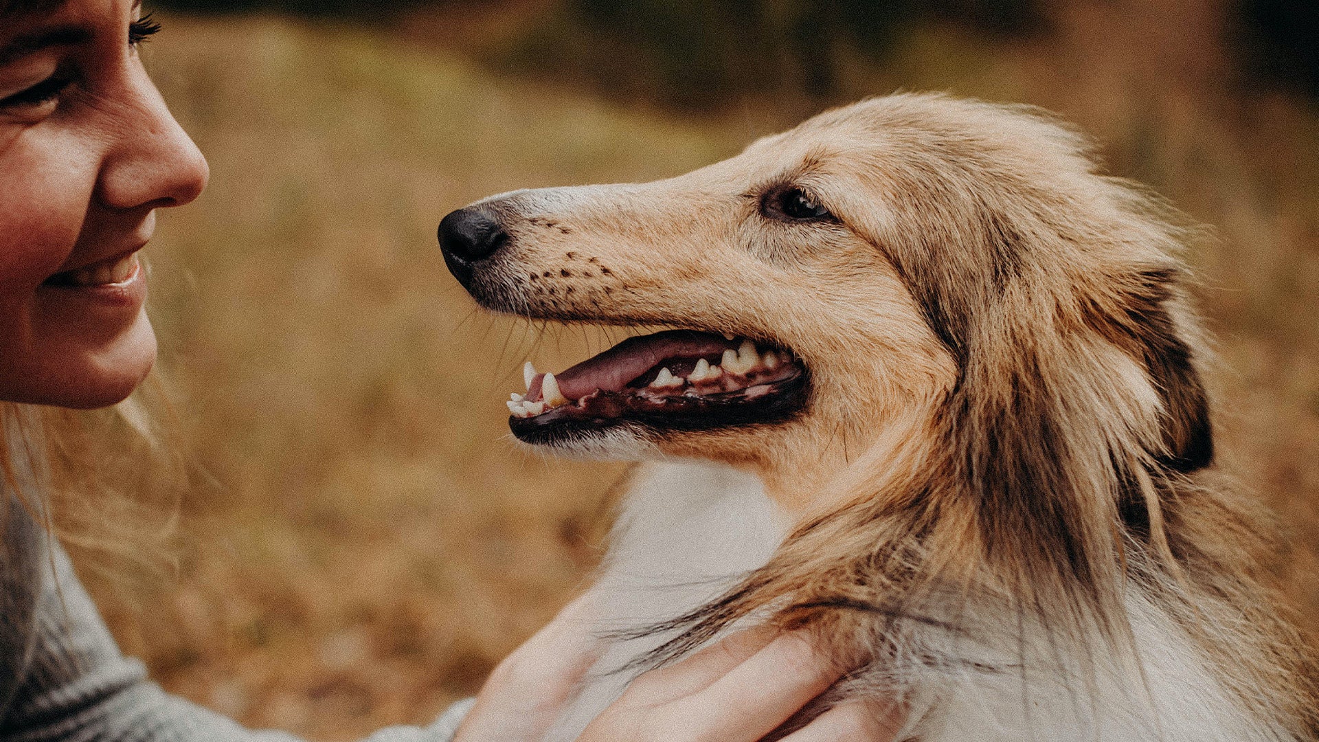 Promoting a Healthy Microbiome in Dogs: Why Biome Probiotic Treats Are Essential