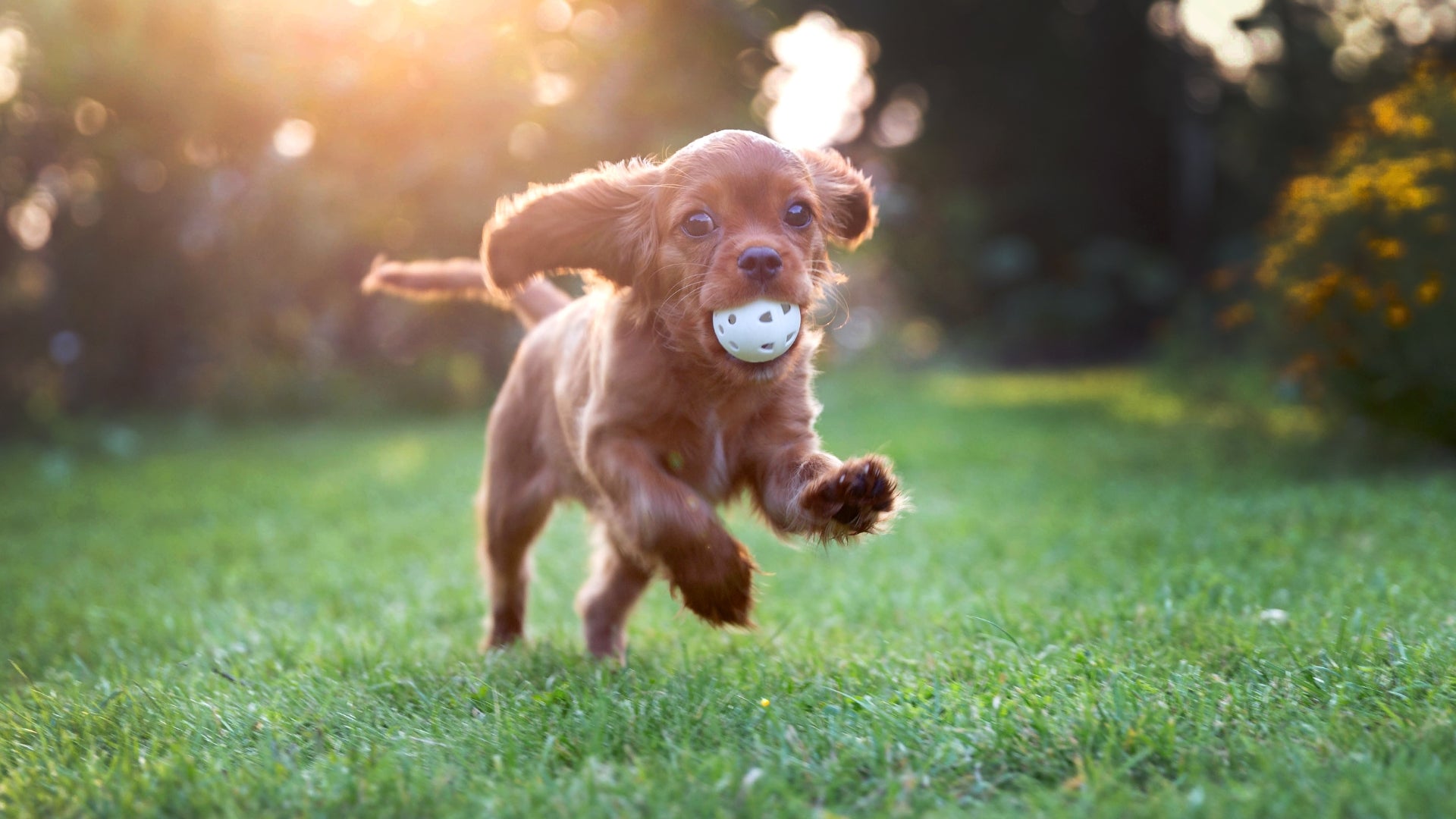 Puppy running through grass with a ball