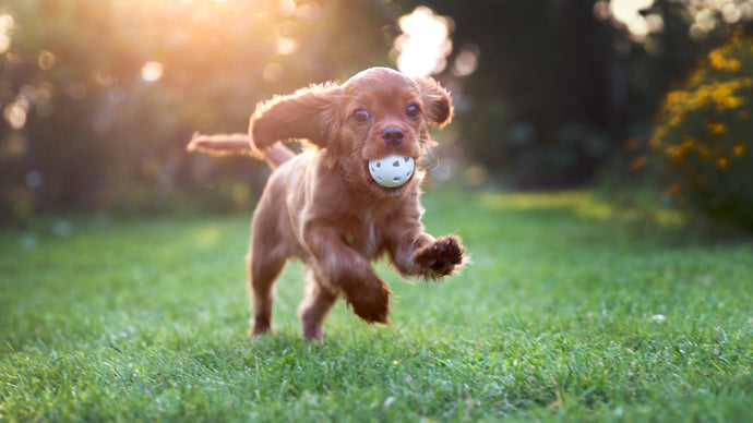 Keeping Your Pup Active and Happy: The Role of Treats in Maintaining Healthy Joints
