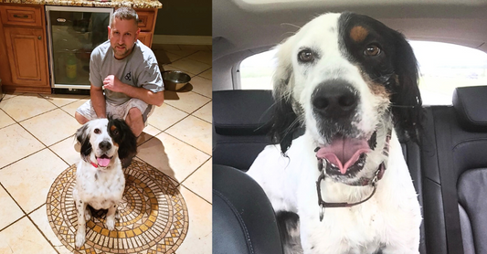 Charlie: The Interstate Dog