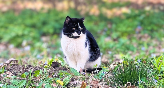 Max's Journey