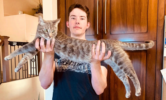 The OG Cat