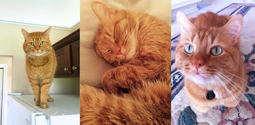 MANUKA: THE HONEY AND THE CAT