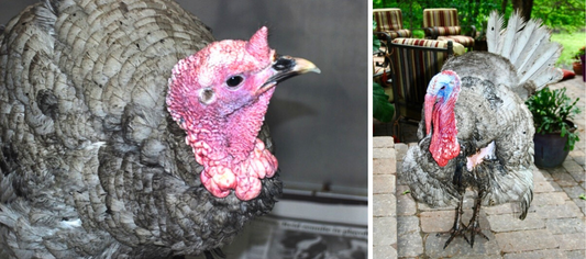 The Most Memorable Turkey