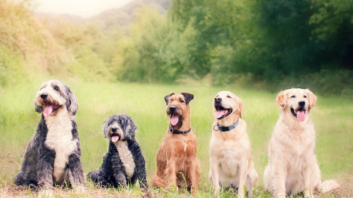 4 Reasons Dr. Becker's Bites Are Different Than Any Other Dog Treat on the Market