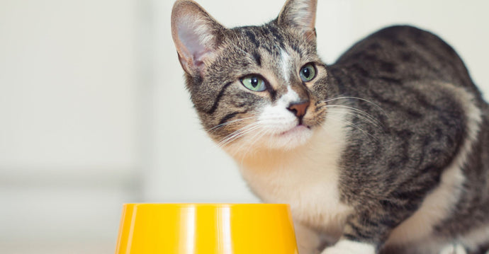 4 Reasons You Should Consider Supplements for Your Pet