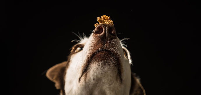 4 Nutritional Tips To Help Your Dog THRIVE