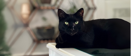 The Magic of Black Cats: A Story of Love, Loss, and Second Chances