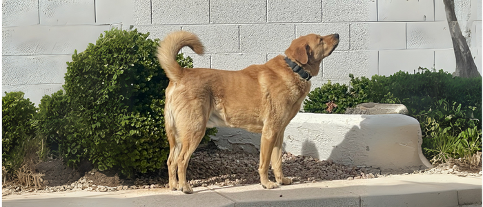 PEYTON’S STORY