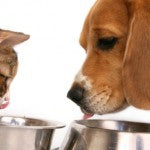 How to Choose the Right Dog Food