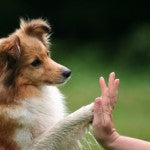 How to Protect Your Dog’s Paws