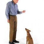 Obtain Positive Behavior by Taking Away Pet Treats