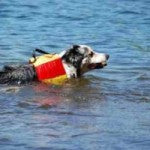 How to Prepare Pet Safety during a Natural Disaster