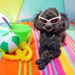 Summer Vacation with Your Pets