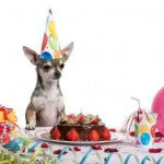 How to Throw Your Dog a Birthday Party with Tasty Pet Treats