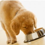 Satisfy Your Dog’s Taste Buds through Pet Treats